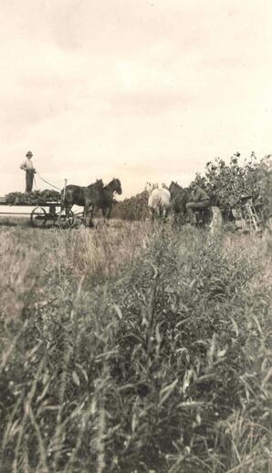 Harvesting