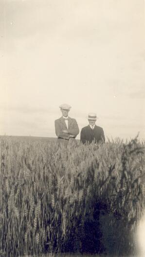 Wheat Field on the Farm