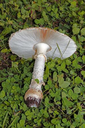 Fly Agaric Mushroom, Baptiste Lake-01
