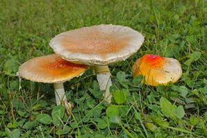 Fly Agaric Mushroom, Baptiste Lake-02