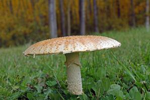 Fly Agaric Mushroom, Baptiste Lake-04