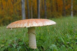 Fly Agaric Mushroom, Baptiste Lake-05