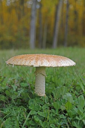 Fly Agaric Mushroom, Baptiste Lake-06