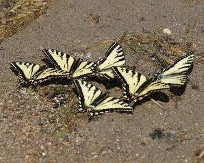 Canadian Tiger Swallowtail Butterflies, Narrow Lake-01