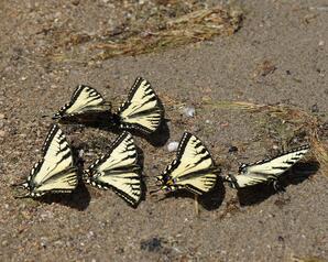 Canadian Tiger Swallowtail Butterflies, Narrow Lake-02