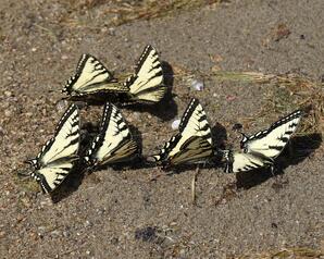 Canadian Tiger Swallowtail Butterflies, Narrow Lake-03