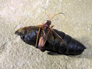 Parasitic Ichneumonid wasp emerging from giant silk moth pupae