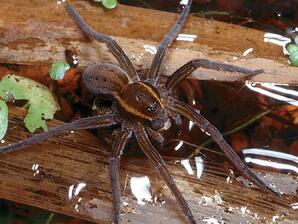 Fishing Spider, Athabasca