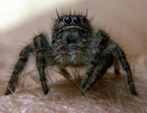 Jumping Spider on My Finger