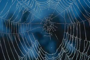 Spider Orb Web, Baptiste Lake