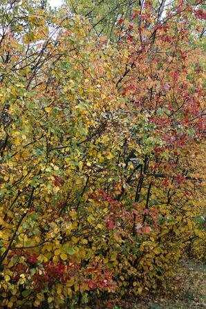 Fall Leaves, Baptiste Lake-01
