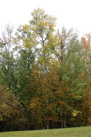 Fall Leaves, Baptiste Lake-02