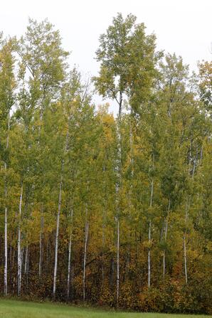 Fall Leaves, Baptiste Lake-04