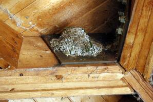 Barn Swallow Nest