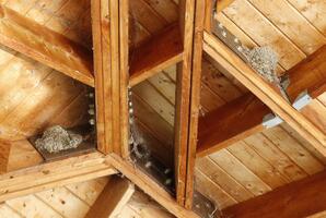 Barn Swallow Nests