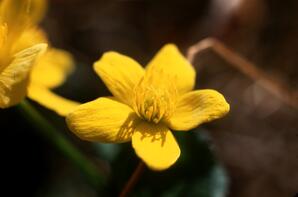 March Marigold