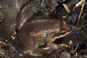 Wood Frog