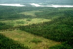 Forest Cut Blocks