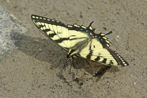 Puddling Behaviour of Canadian Tiger Swallowtail Butterfly-01