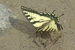Puddling Behaviour of Canadian Tiger Swallowtail Butterfly-02