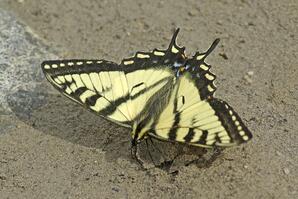 Puddling Behaviour of Canadian Tiger Swallowtail Butterfly-04
