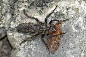 Robber Fly and spittle bug prey-02