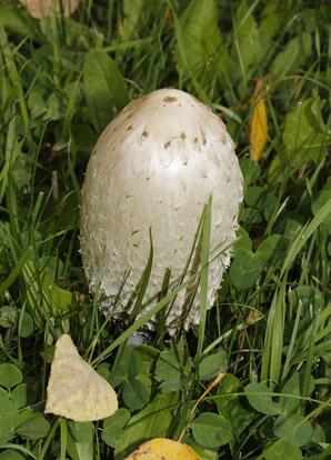 Common Ink Cap Mushroom, Baptiste Lake-2