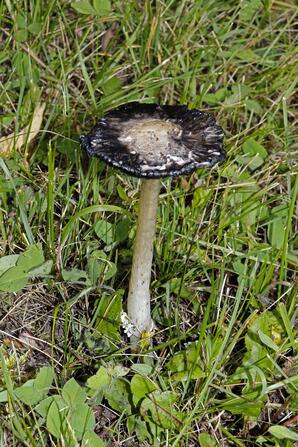Common Ink Cap Mushroom, Baptiste Lake-4