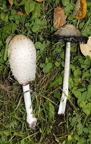 Common Ink Cap Mushroom, Baptiste Lake-07