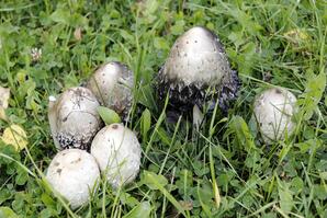 Common Ink Cap Mushroom, Baptiste Lake-08