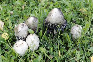Common Ink Cap Mushroom, Baptiste Lake-09