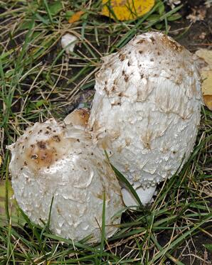 Common Ink Cap Mushroom, Baptiste Lake-11