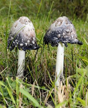 Common Ink Cap Mushroom, Baptiste Lake-13