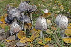Common Ink Cap Mushroom, Baptiste Lake-15