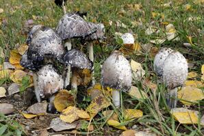 Common Ink Cap Mushroom, Baptiste Lake-18
