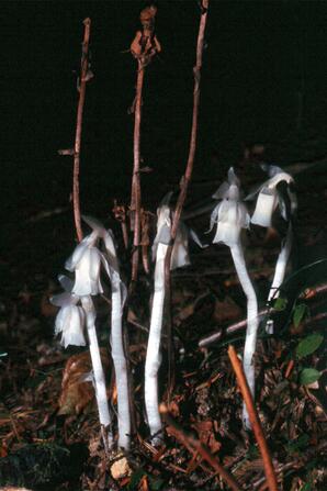 Ghost Pipe, Baptiste Lake
