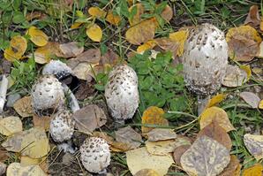 Common Ink Cap Mushroom, Baptiste Lake-16