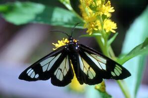 Police Car Moth on Yellow Flowers-02