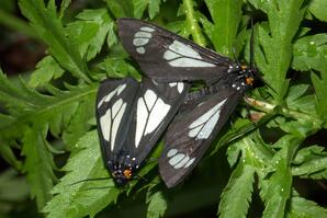 Police Car Moths on Green Leaves