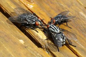 Three flesh flies