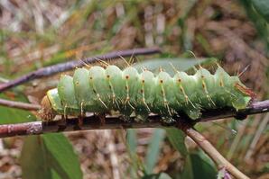 Polyphemus Caterpillar-01