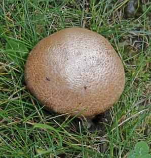 Agaricus Mushroom