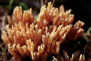 Coral Fungus
