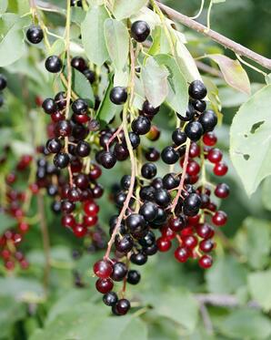 Ripening Chokecherries-02
