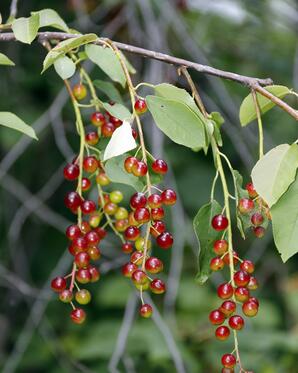 Ripening Chokecherries-03