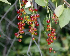 Ripening Chokecherries-04