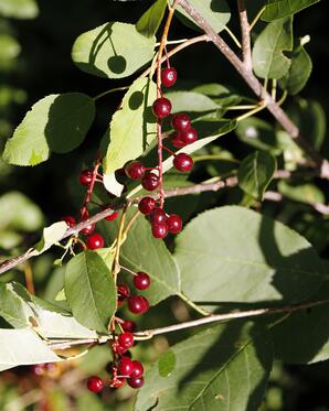 Ripening Chokecherries-06
