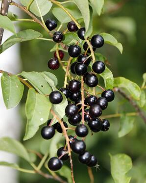 Ripening Chokecherries-09