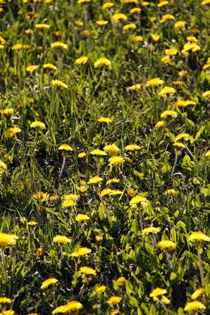 Field of Dandelion Flowers