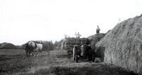 Making hay